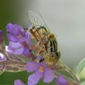 Eristalinus punctulatus.jpg